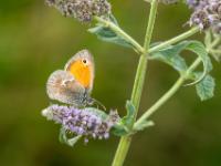 Kleiner Heufalter oder Kleines Wiesenvögelchen